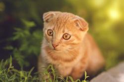 开云体育登录-绿茵场的双重奏，集体节奏与个人火焰的辩证