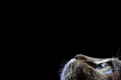 开云体育APP下载-竹节与雨林对决，文班亚马7尺3寸的制胜一投，浙江队1分险胜黄蜂