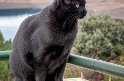 开云体育入口-铁闸与钥匙，喀麦隆式封锁下，卡瓦哈尔一击定乾坤