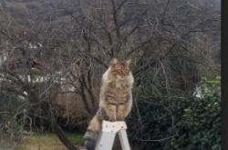 开云体育入口-巴黎之殇，失意弃将掀翻贵族战舰，奥亚尔萨瓦尔的血色证明