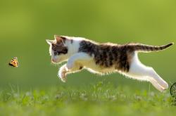 开云体育-天山脚下响惊雷！新疆跨域力擒雷霆，西亚卡姆定江山