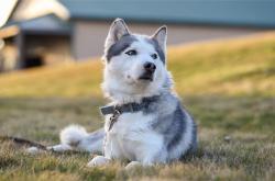 开云体育APP下载-极速与永恒，当美国速度映照国家德比的古典之光