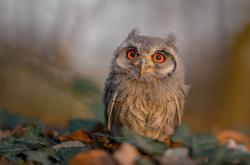 开云体育登录-亚洲之光刺破夜空，读秒绝杀！伊朗最后时刻奇迹逆转尼斯，铸就年度焦点之战