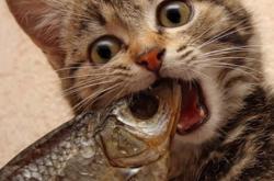 开云体育平台APP-心脏，神之一手，以及不容置辩的生存证明