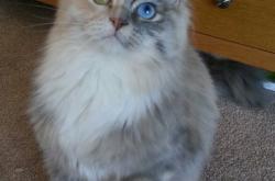 开云体育APP下载-绿茵灵感？当利拉德在NBA上演意甲焦点战