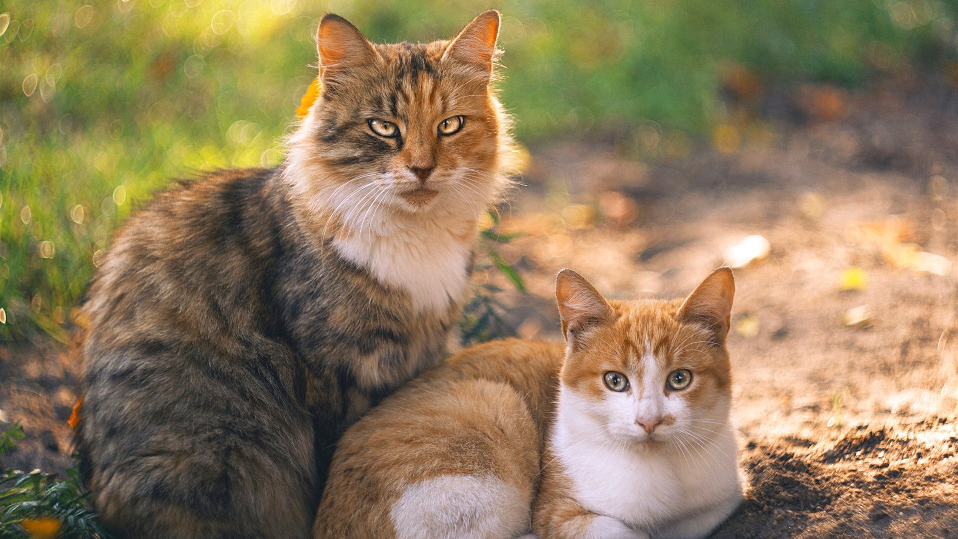 铁血刺穿桑巴，奥利维耶的爆发与马竞的巴西征服