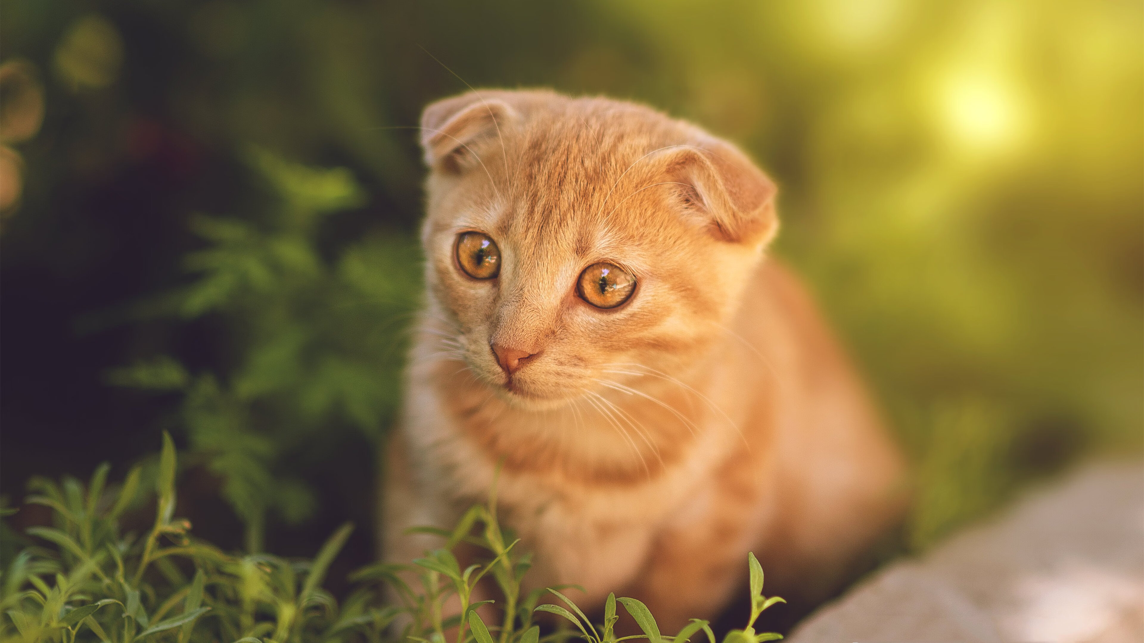 奇幻足球夜，当袋鼠军团加时啃掉大黄蜂，斯通斯在美加墨的沙漠中接管比赛