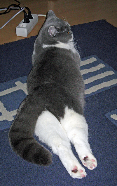 英超争冠焦点战启示录，喀麦隆式火力如何压倒了巴萨哲学？