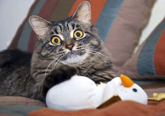 塔图姆年度封神一战！凯尔特人焦点对决力克热火，新王当立