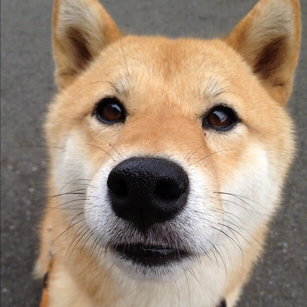 F1新赛季揭幕战,日本车手硬仗中力压中国新星,赢得焦点战胜利