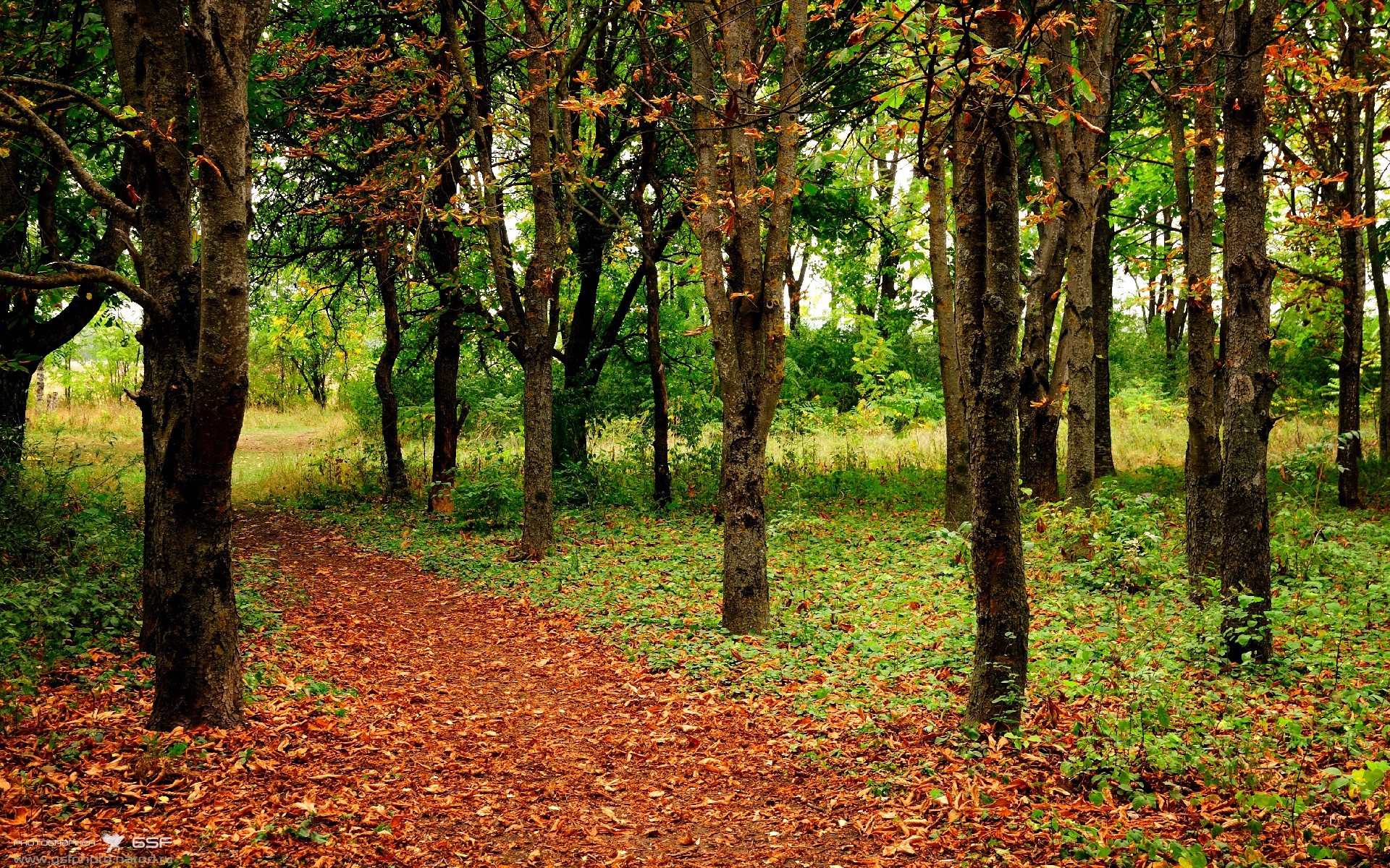 孤星照耀安菲尔德，努涅斯一人导演逆转，奥地利力量击沉皇家社会战舰