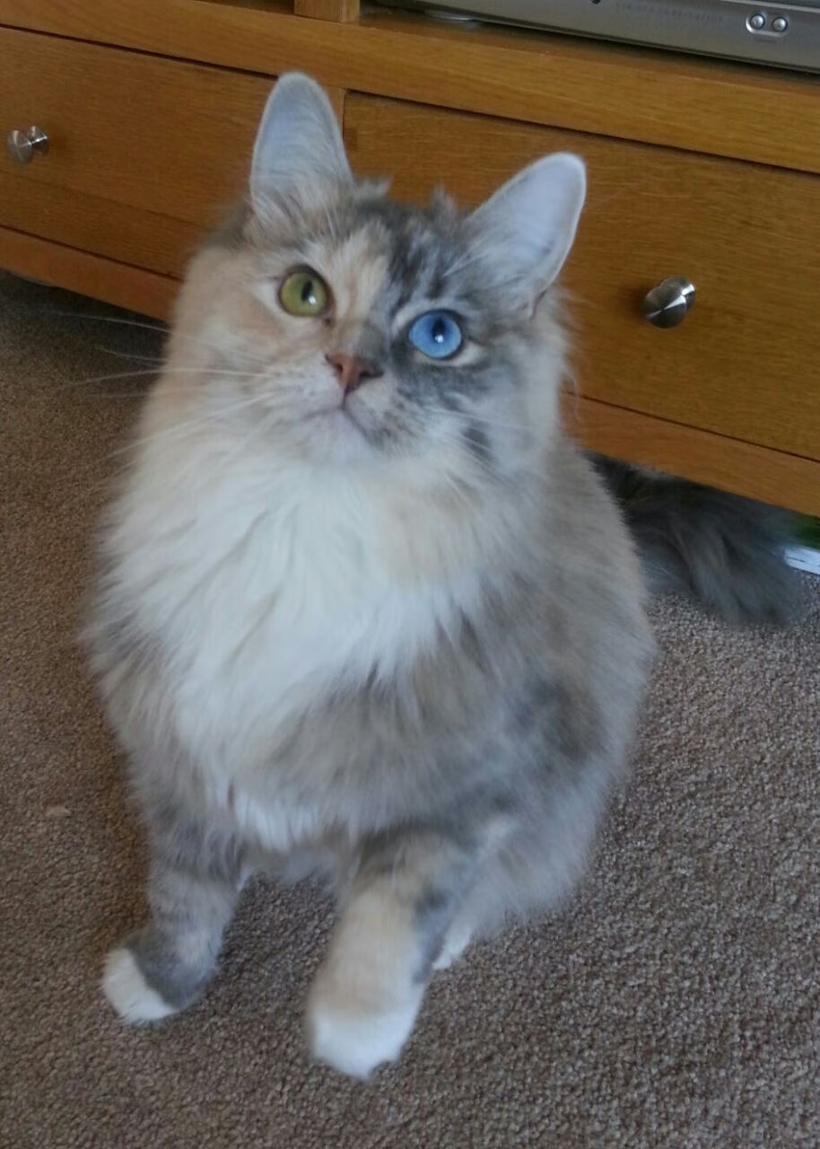 绿茵灵感?当利拉德在NBA上演意甲焦点战