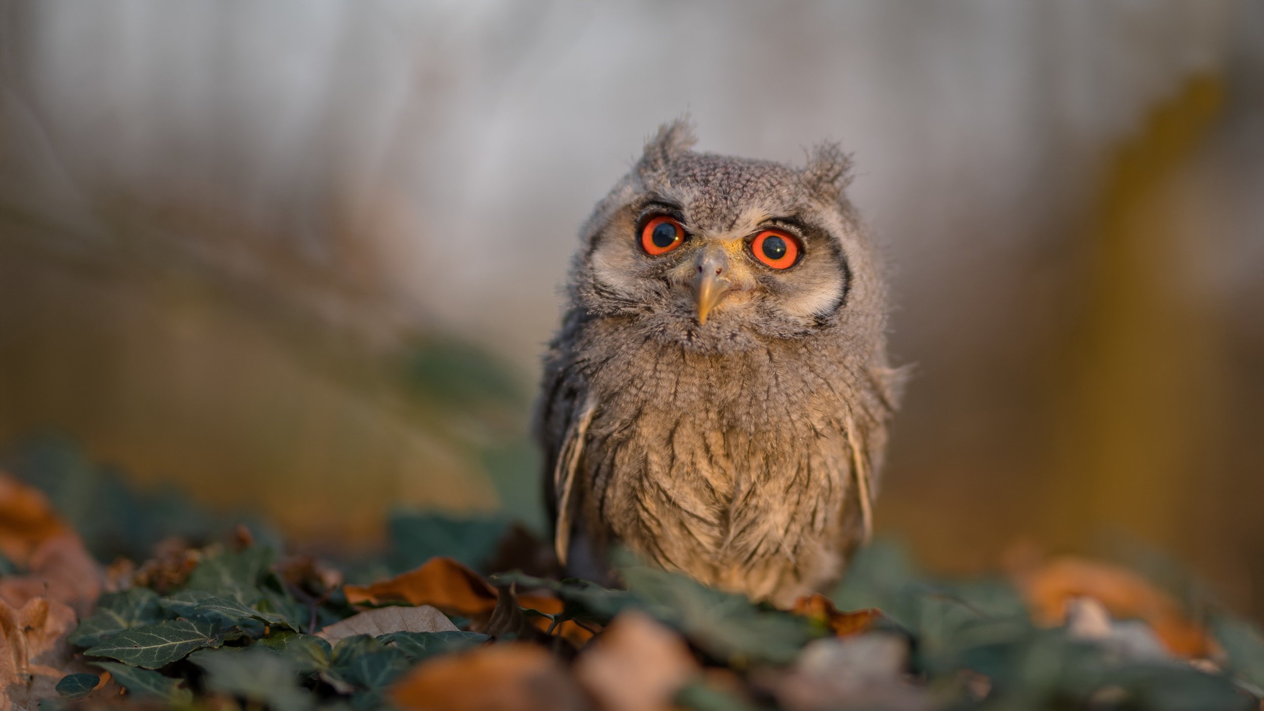 同一晚，攻防的艺术，斯坦福桥的秩序与威斯特法伦的火焰
