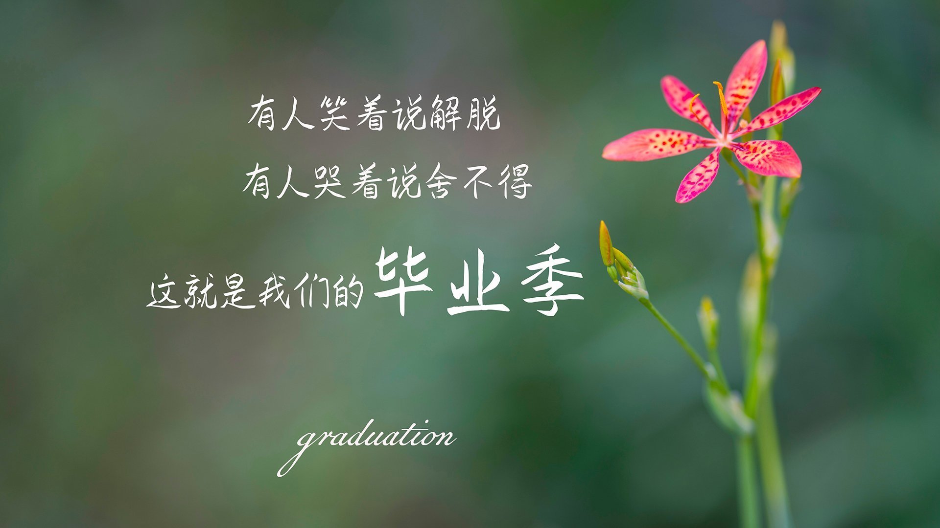 暗流与闪电,2026世界杯淘汰赛,厄瓜多尔以防守反击扼杀越南,托纳利一剑封喉